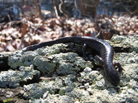 : Ambystoma barbouri; Streamside Salamander