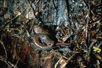 : Batrachoseps wrightorum