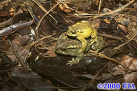 : Bufo bocourti
