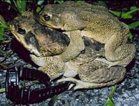 : Bufo marinus; Cane Toad