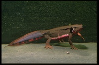 : Cynops pyrrhogaster sasayamae