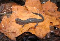 : Desmognathus brimleyorum; Ouachita Dusky Salamander