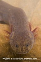 : Gyrinophilus subterraneus; West Virginia Spring Salamander