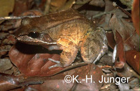 : Leptodactylus rhodomystax