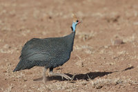 : Numida meleagris; Helmeted Guineafowl