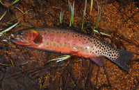 : Oncorhynchus clarki ssp. virginalis; Rio Grande Cutthroat Trout