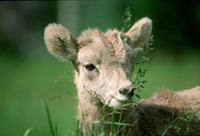 : Oreamnos americanus