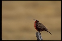 : Sturnella loyca ssp. falklandica; Long-tailed Meadowlark