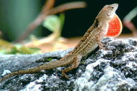 : Anolis sagrei; Brown Anole