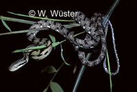 : Boiga ocellata; Ocellated Cat Snake