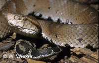 : Bothrops microphthalmus; Small-eyed Pitviper