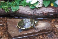 : Trachemys scripta troostii; Cumberland Slider (juvenile)