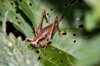 : Pholidoptera griseoaptera; Dark Bush-cricket