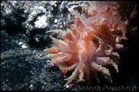 : Dirona picta; Dirona Nudibranch