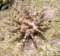 : Eucidaris metularia