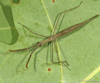 : Ranatra sp.; Water Scorpion