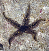 : Ophiocoma pica