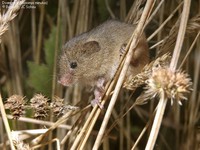 Dværgmus (Micromys minutus)