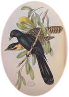 Common Koels. Image from: John Gould (1804-81) The birds of Australia 1840-48. 7 vols. 600 plate...