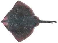 Melbourne Skate - Dipturus whitleyi