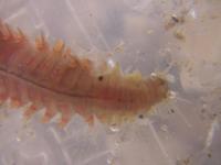 Nereis diversicolor - Harbour Ragworm