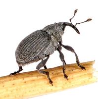 Ceutorhynchus obstrictus