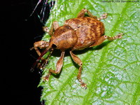 Curculio venosus