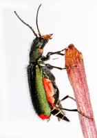 Malachius bipustulatus
