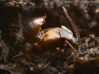 Lomechusa emarginata