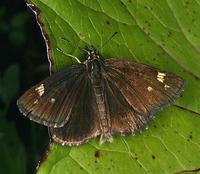 Heteropterus morpheus - Large Chequered Skipper