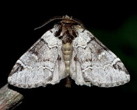 Drymonia obliterata