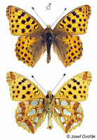 Issoria lathonia - Queen of Spain Fritillary