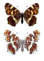 Araschnia levana levana f. intermedia - Map Butterfly