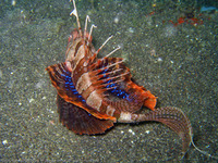 Parapterois heterura, Blackfoot firefish: aquarium