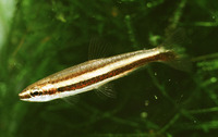 Nannostomus digrammus, Twostripe pencilfish: aquarium