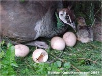 Indian Peafowl Pavo cristatus