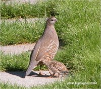 California or Valley Quail Callipepla californica