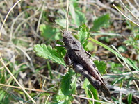 Psophus stridulus