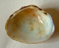 Sphaerium rivicola