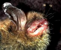 Image of: Myotis septentrionalis (northern long-eared myotis)