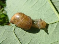 Urogonimus macrostomus