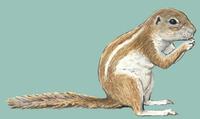 Image of: Xerus inauris (South African ground squirrel)