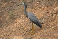 Egretta novaehollandiae - White-faced Heron