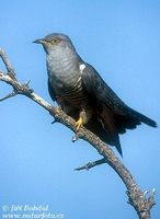 Cuculus canorus - Common Cuckoo