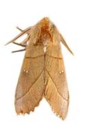 Image of: Nadata gibbosa