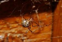 Image of: Achaearanea