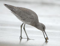 Image of: Emerita, Catoptrophorus semipalmatus (willet)