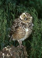 Athene cunicularia - Burrowing Owl