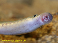 Lampetra planeri - European Brook Lamprey