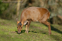 Muntiacus reevesi - Reeve's Muntjac